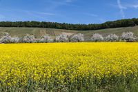 10 Eberstadt Obstbluete Lenz