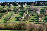 44 Obstwiese Weikersheim Lenz