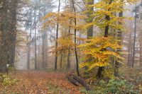 48 Talheim Herbstwald Lenz