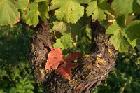 59 Weinblatt Lenz