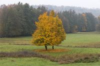 61 Weinsberg Herbstbaum Lenz